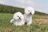 BICHON FRISE 113